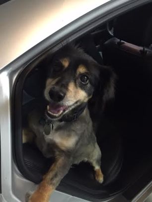 Barnum, the Moron Dog